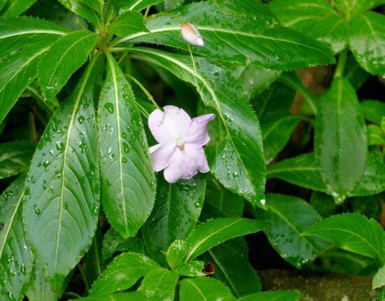 Levada da Central da Ribeira da Janela.