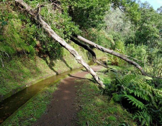 Levada da Central da Ribeira da Janela.