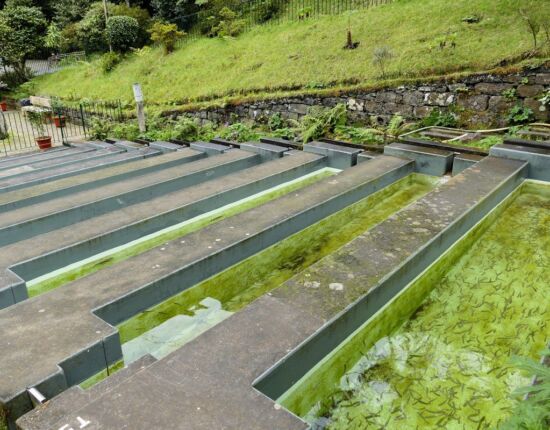 Ribeiro Frio - Forellenzucht.