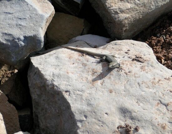 Ponta de São Lourenço.