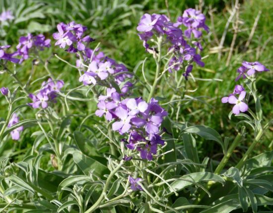 Ponta de São Lourenço.