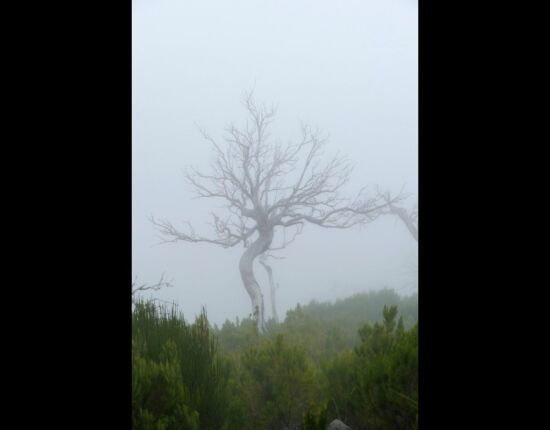 Der Nebel hat uns wieder.