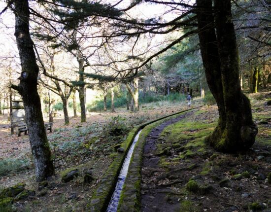Entlang einer Mini-Levada durch den Wald.