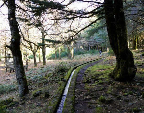 Entlang einer Mini-Levada durch den Wald.