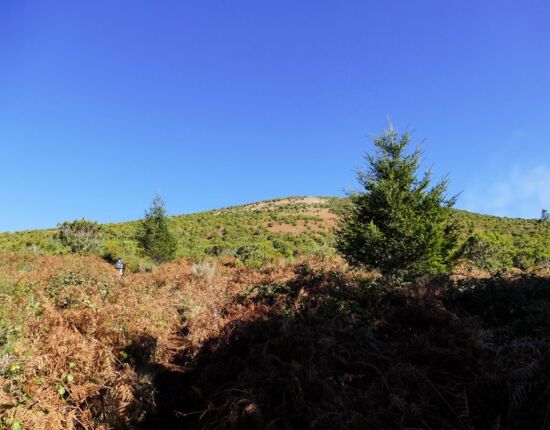 Leider ist der Weg mit Stechginster zugewachsen und ziemlich steil.