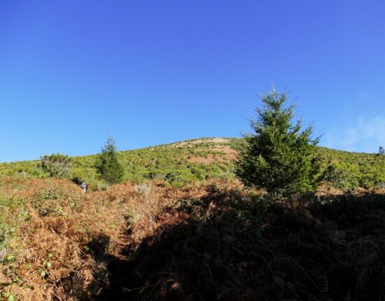 Leider ist der Weg mit Stechginster zugewachsen und ziemlich steil.