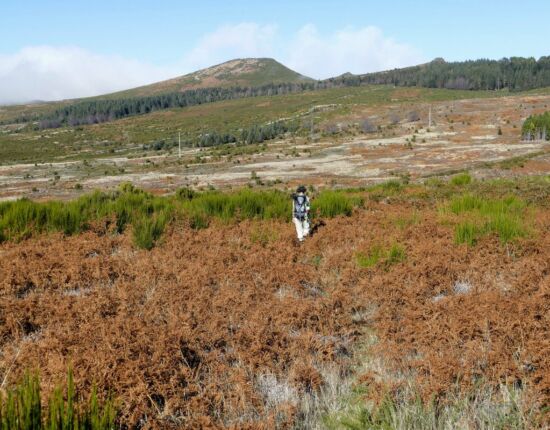 Hochebene Paúl da Serra - ein Weg ist kaum zu finden.