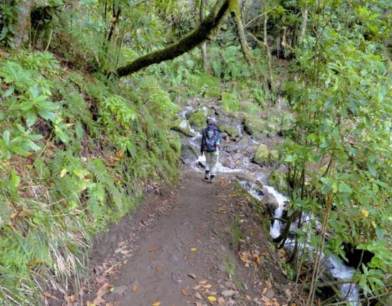 Levada do Caldeirão Verde.