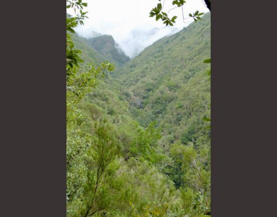 Levada do Caldeirão Verde.