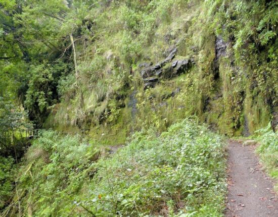 Levada do Caldeirão Verde.