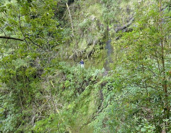 Levada do Caldeirão Verde.