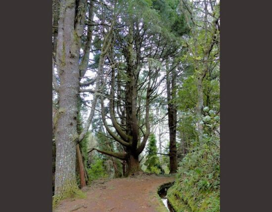 Levada do Caldeirão Verde.