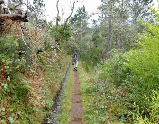 Levada do Moinho.