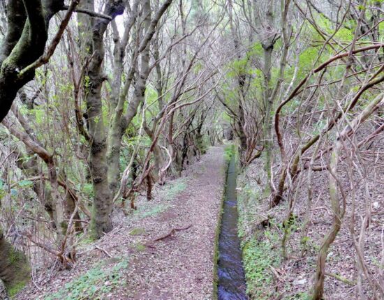 Levada do Moinho.