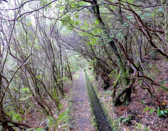 Levada do Moinho.