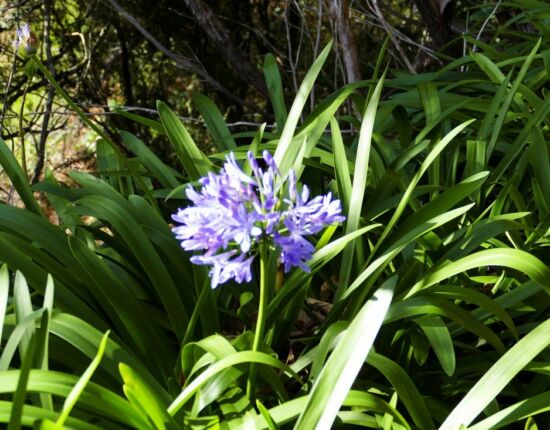 Levada das Rabaças.