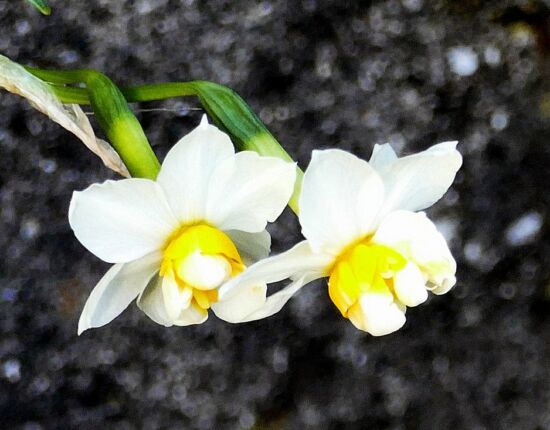 Levada das Rabaças.