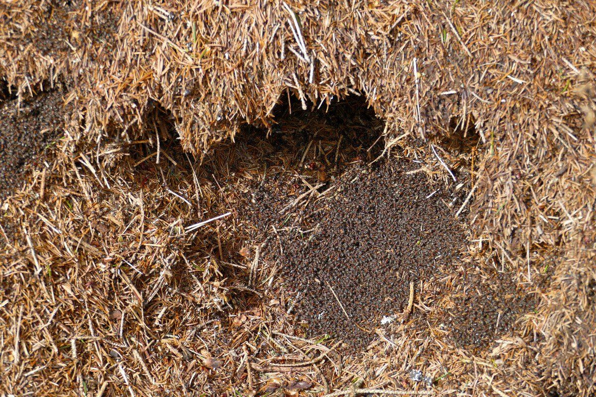 Die Ameisen sind rege am Arbeiten.