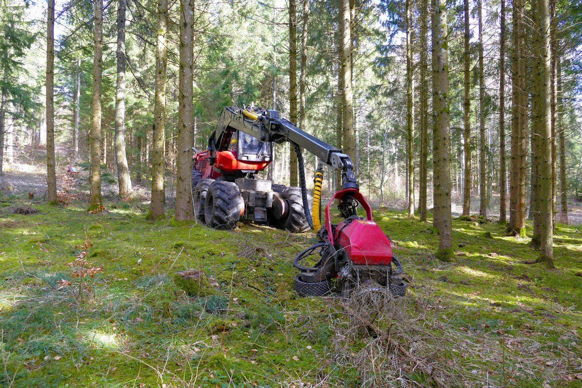Mit schweren Maschinen wird im Wald gearbeitet.