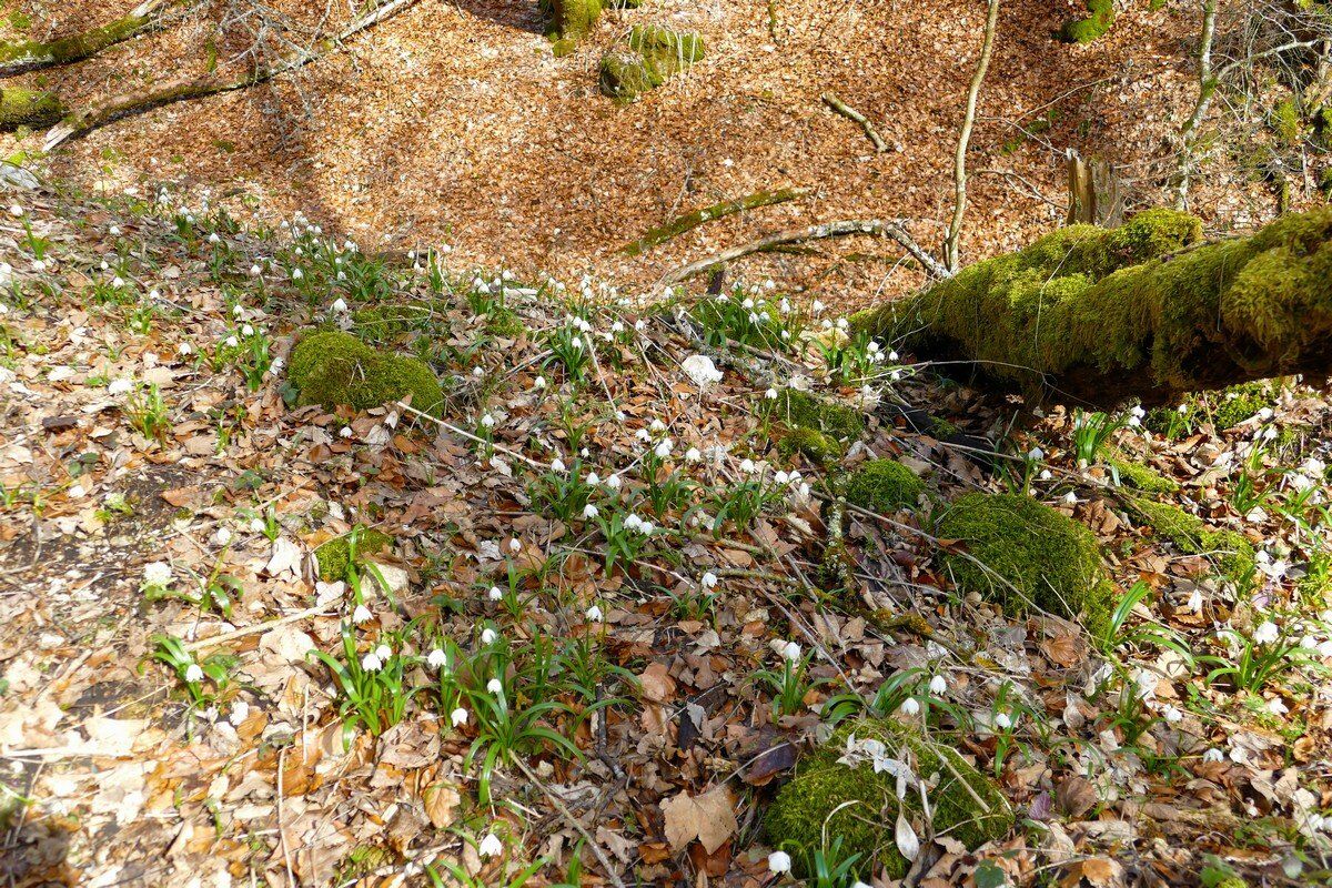 Märzenbecher im Hintelestal.
