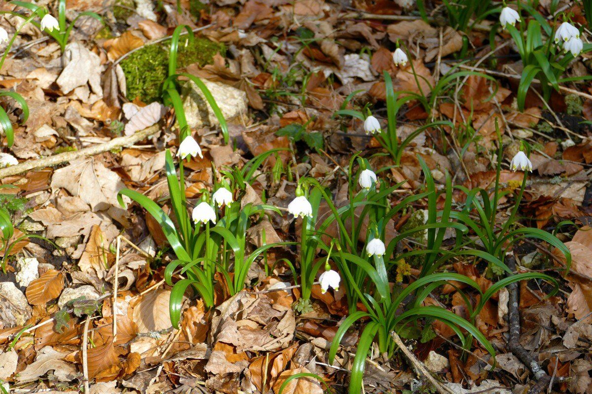 Märzenbecher im Hintelestal.