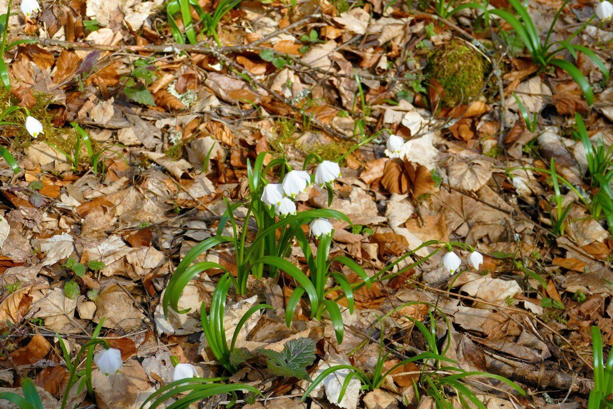 Märzenbecher im Hintelestal.