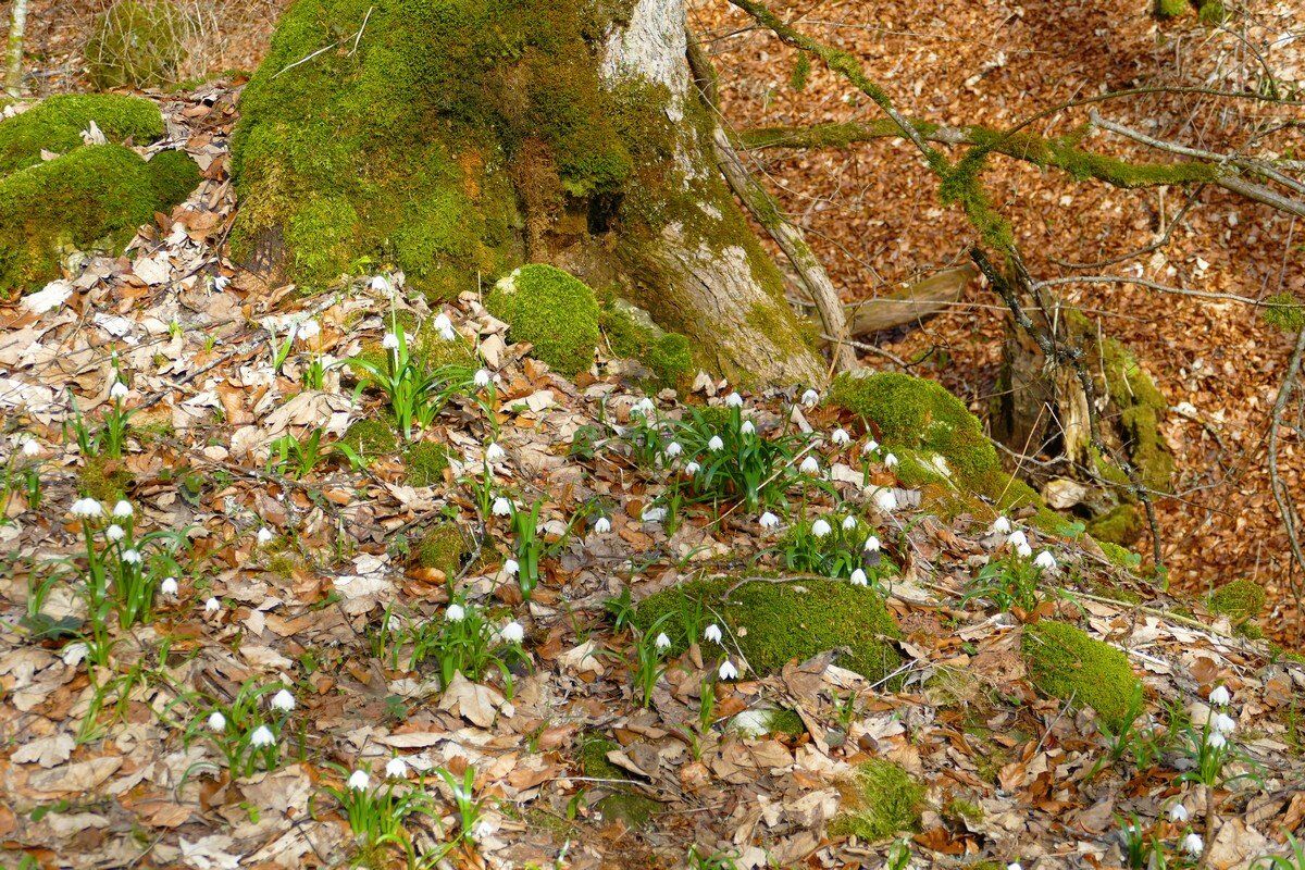 Märzenbecher im Hintelestal.