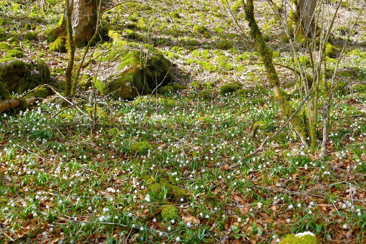 Märzenbecher im Hintelestal.