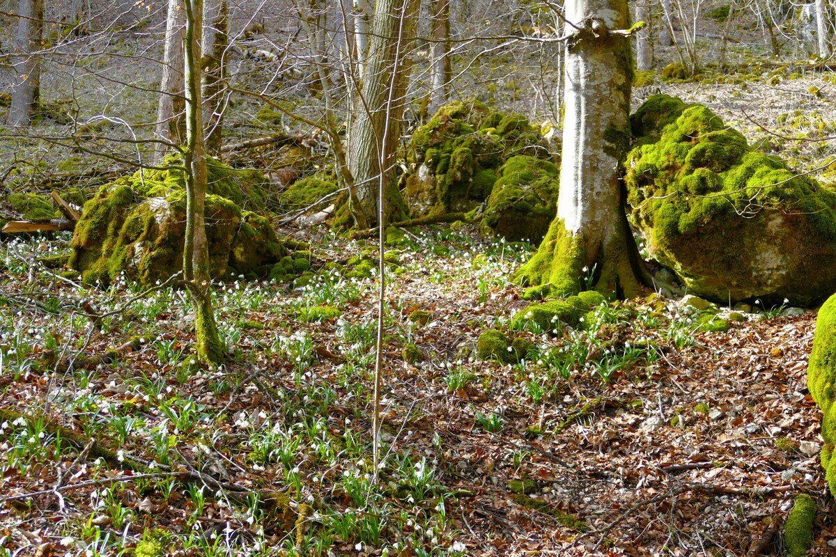 Märzenbecher im Hintelestal.