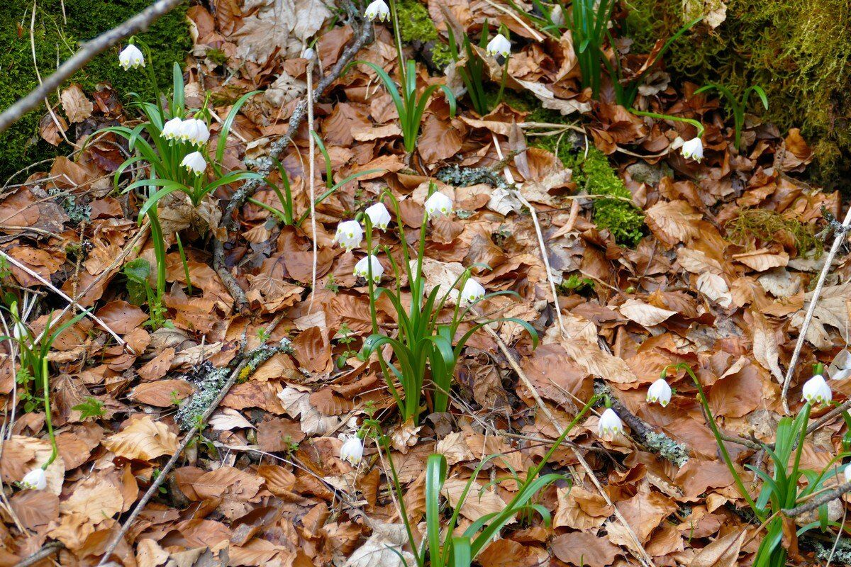 Märzenbecher im Hintelestal.