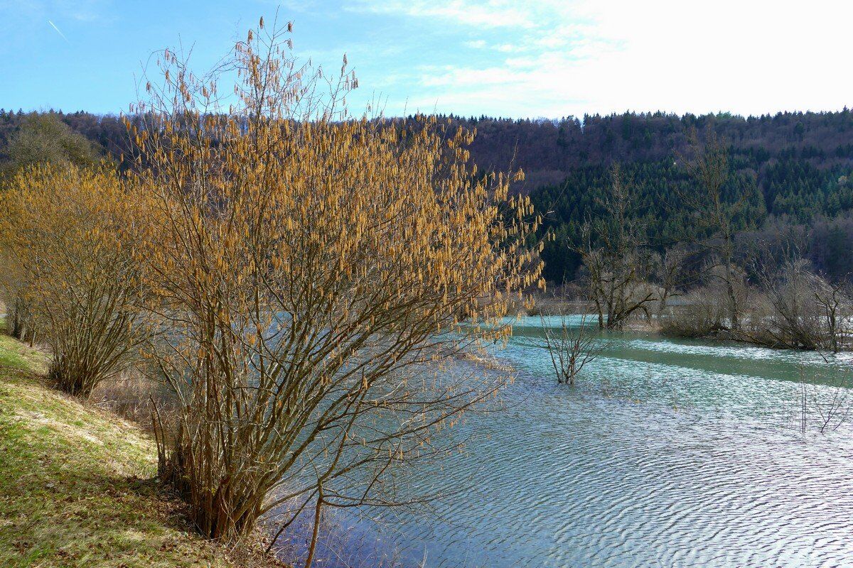 Haselnuss an der Donau.
