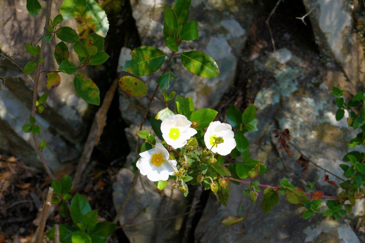 Auf dem Sentiero Verdeazzurro.