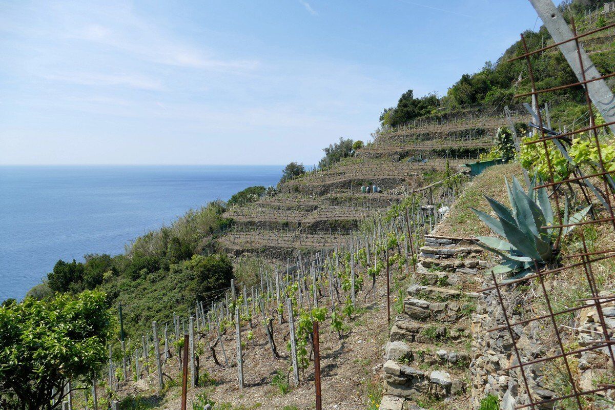 Der Wanderweg verläuft durch Weinterrassen.