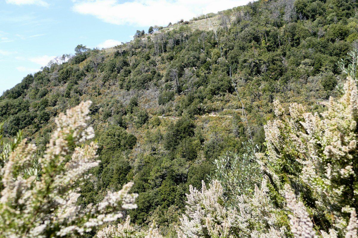 Blick zurück zum Höhenweg.
