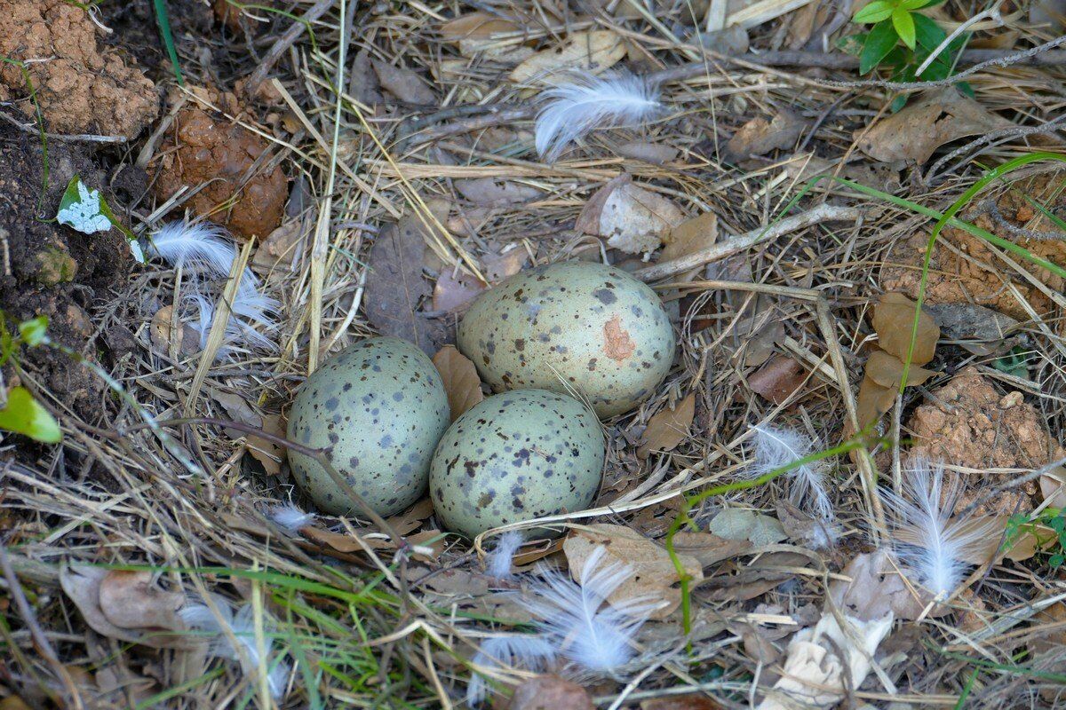 Mitten auf dem Wanderweg ein Mövennest.