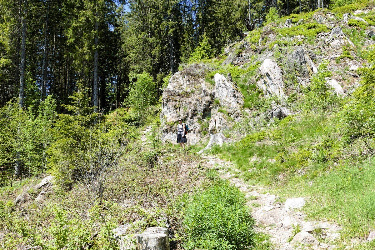 Der Wanderweg wird zum Waldpfad.