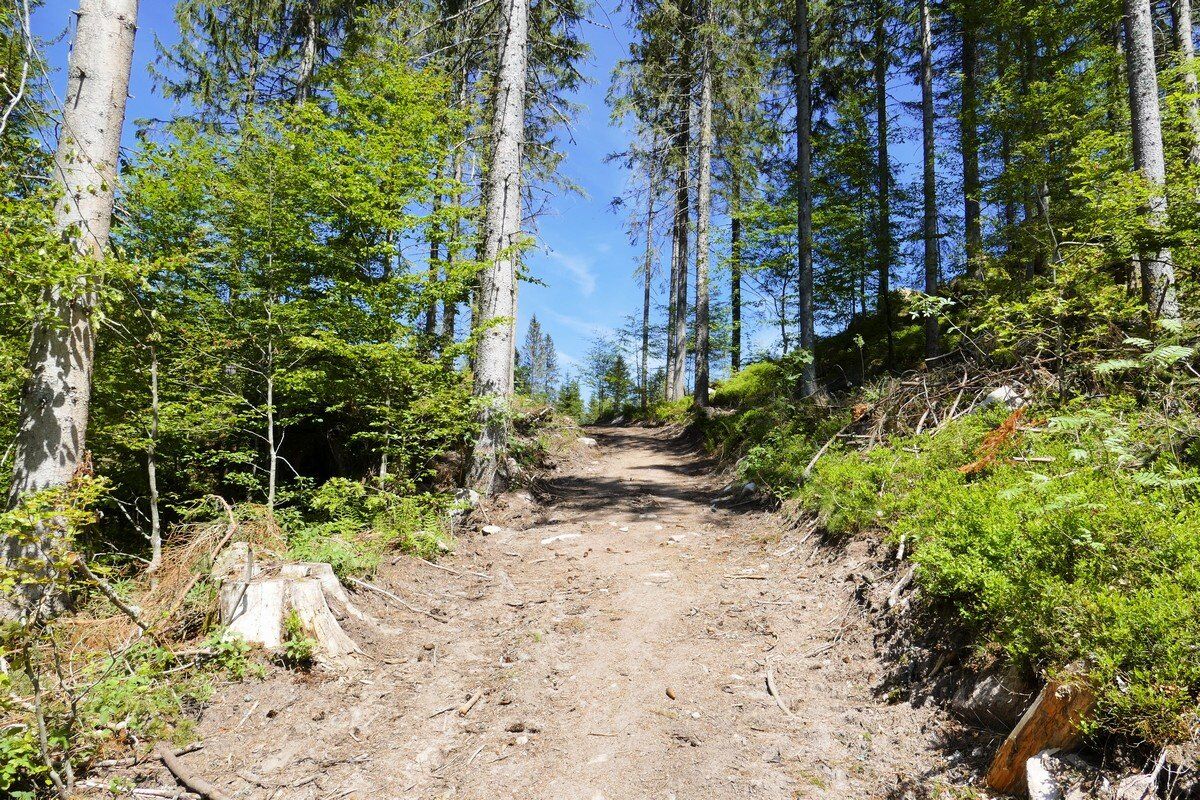 Jetzt wird der Weg wieder breit.