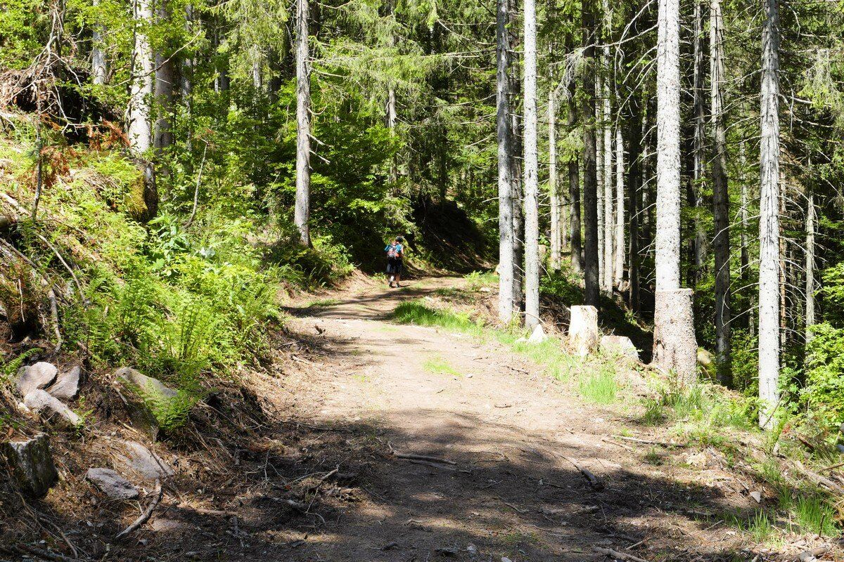 Noch sind wir im Wald.