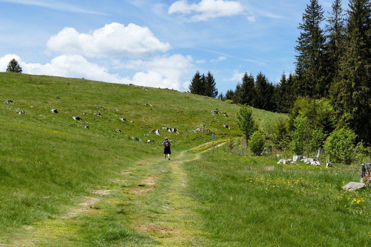 Bergwiesen prägen nun die Wanderung.