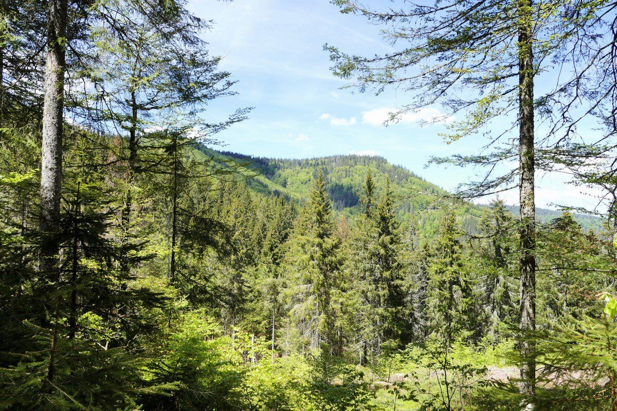 Blick durch den Wald zum Spießhorn.