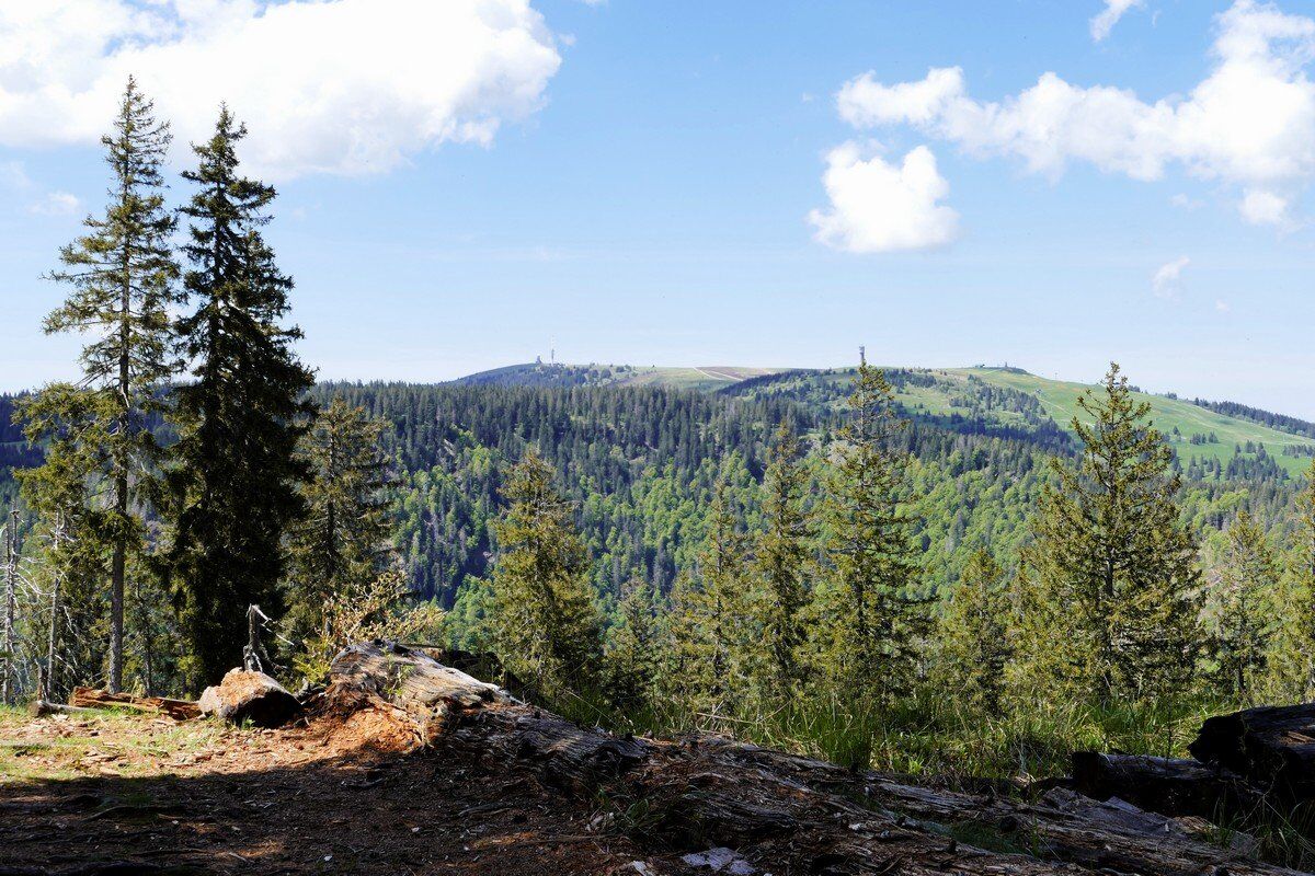 Blick zum Feldberg.
