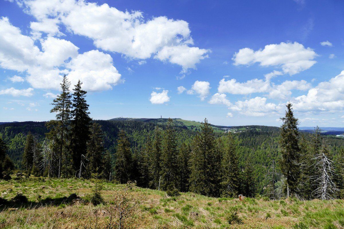 Blick zum Feldberg.
