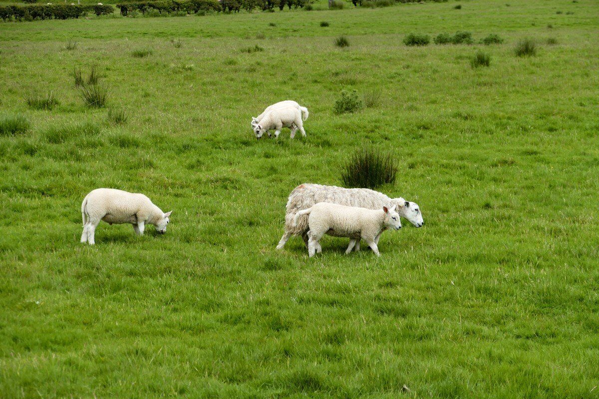 Schafe im Strath Blane.