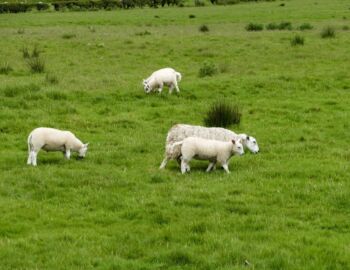 Schafe im Strath Blane.