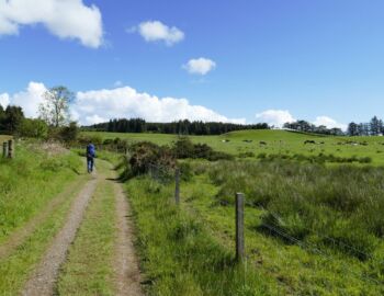 Es geht hinauf in den Garadhban Forest.