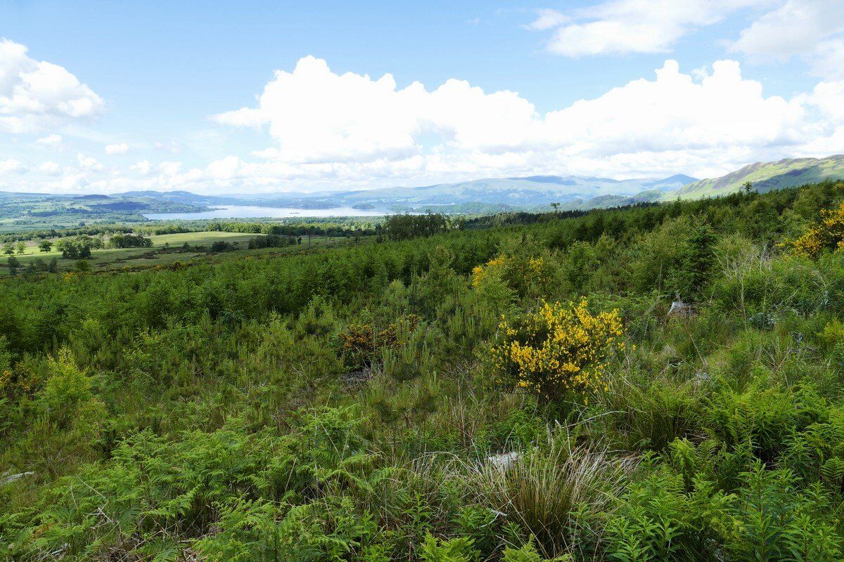 Blick auf Loch Lomond und Conic Hill.