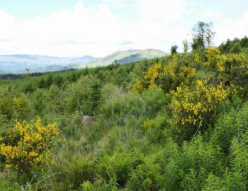 Conic Hill.
