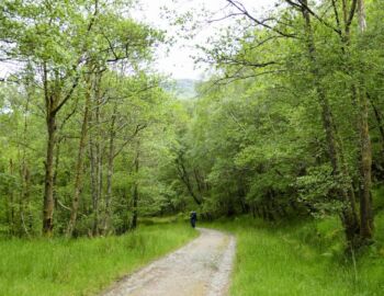 Weiter auf dem Forstweg.