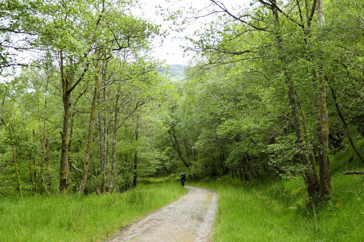 Weiter auf dem Forstweg.