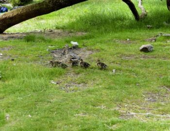 Besuch beim Rastplatz.